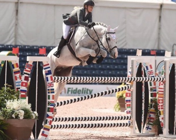 jumper Mateo van Overis Z (Zangersheide riding horse, 2008, from Mr Blue)