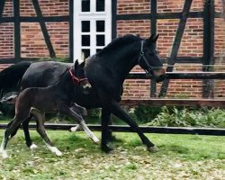 broodmare Taloubella (Oldenburg show jumper, 2019, from Taloubet Z)