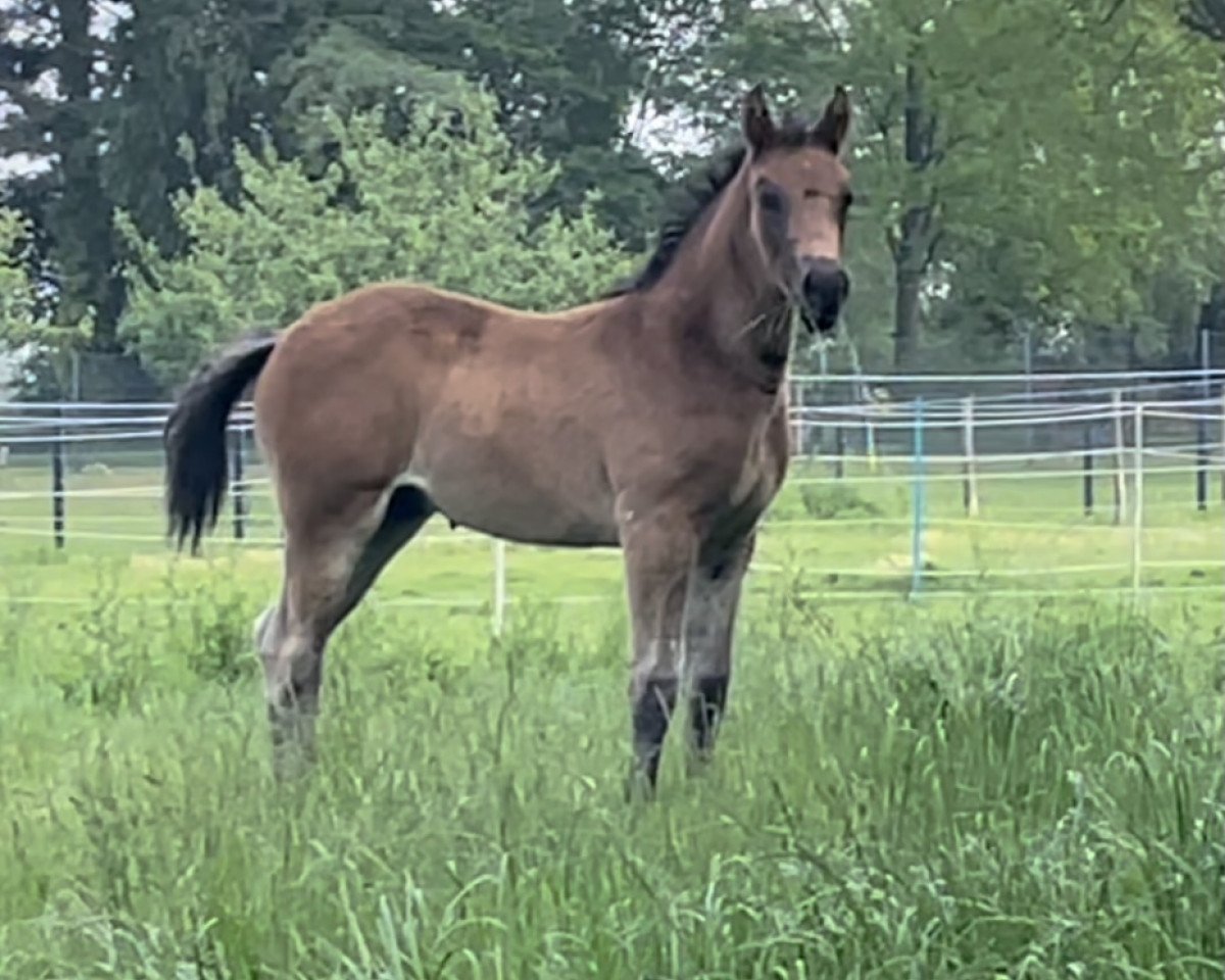 dressage horse Bon Fidenzo H (Westphalian, 2021, from Bonfire HW)