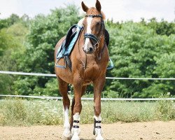 broodmare Adina (Mecklenburg, 1998, from Amadeus S)