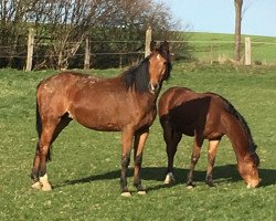 Pferd Carla Culumna V (Oldenburger Springpferd)