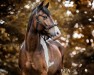 dressage horse Hannes (sonstiges Pony, 2005)