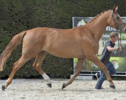 Zuchtstute Martinique van't Meulenhof (Belgisches Warmblut, 2012, von Arko III)