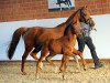 broodmare Die feine Lady (German Riding Pony, 2007, from Der feine Lord AT)