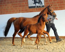 Zuchtstute Die feine Lady (Deutsches Reitpony, 2007, von Der feine Lord AT)