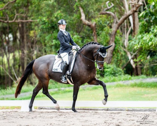 dressage horse Feelix BE (Westphalian, 2012, from Feedback 16)