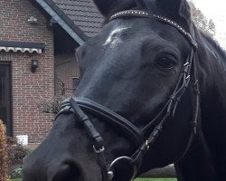 dressage horse Zoretto 2 (Trakehner, 1998, from Finley M)