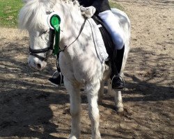 dressage horse Ginger 426 (unknown, 1992)