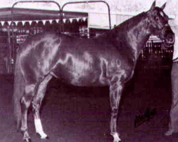 broodmare Rosewood Doll (Quarter Horse, 1976, from Doc Bar)