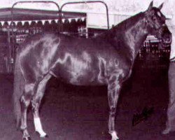 broodmare Rosewood Doll (Quarter Horse, 1976, from Doc Bar)