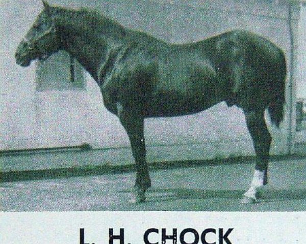 stallion L H Chock (Quarter Horse, 1944, from King)