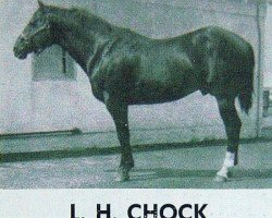 Deckhengst L H Chock (Quarter Horse, 1944, von King)