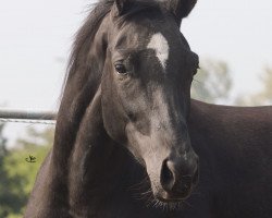 dressage horse Stute von Zauberlord/Caprimond (Trakehner, 2015, from Zauberlord)