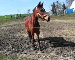 broodmare Holiday (Trakehner,  , from Tanzmeister I)