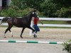 broodmare Dörti Dancing K (German Riding Pony, 2018, from Dreidimensional AT NRW)