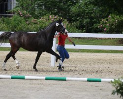 Zuchtstute Dörti Dancing K (Deutsches Reitpony, 2018, von Dreidimensional AT NRW)