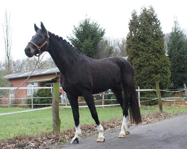 dressage horse Concordia (Hanoverian, 2009, from Christ)