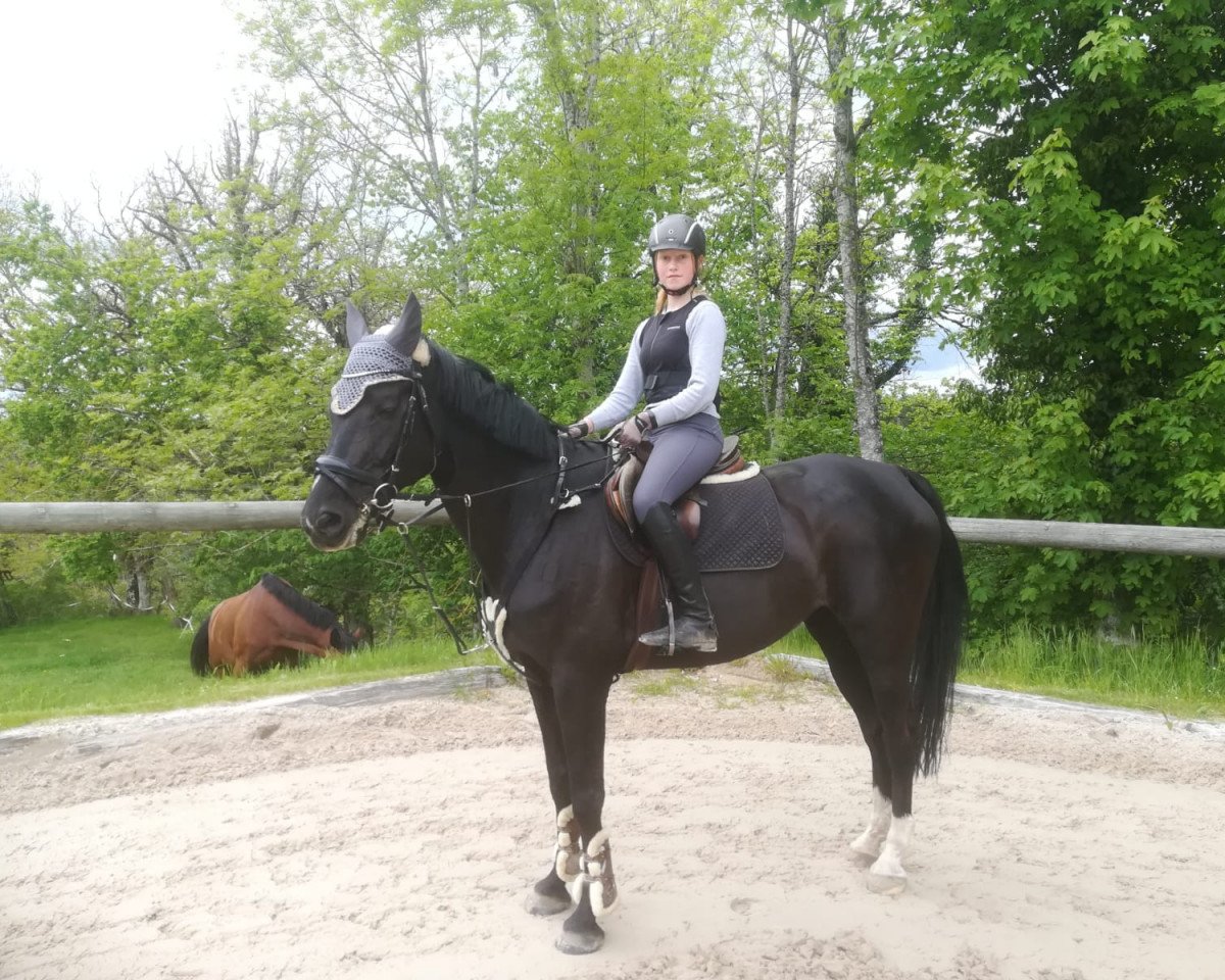 jumper Delphi Sk CH (Swiss Warmblood, 2010, from Don Calypso)