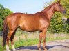 broodmare Hofa (Russian Trakehner, 2007, from Faktor)