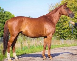 broodmare Hofa (Russian Trakehner, 2007, from Faktor)