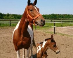 broodmare Cajuna (unknown, 2004, from Cheyenne)