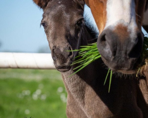 Dressurpferd Oskar Schindler MK (Pinto/Pony, 2018, von Onyx)