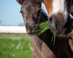 Dressurpferd Oskar Schindler MK (Pinto/Pony, 2018, von Onyx)