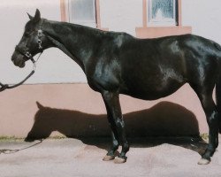 broodmare Bonne Fleur xx (Thoroughbred, 1992, from Medicus xx)