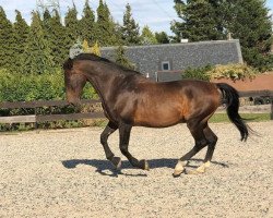 horse Lausbub (German Warmblood, 1996, from Leonardo)