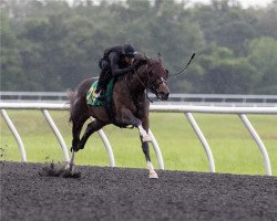 horse Stute von Tale of the Cat xx (Thoroughbred, 2016, from Tale Of The Cat xx)