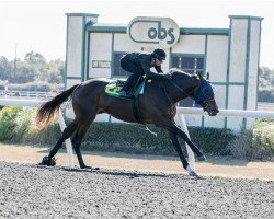 horse Shanghai Zeus xx (Thoroughbred, 2016, from Shanghai Bobby xx)