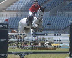 jumper Vico (Hungarian Warmblood, 2007, from Vingino)