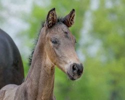 dressage horse Skipper (Westphalian, 2021, from Spökenkieker V)