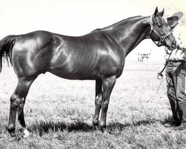 stallion Good Bird xx (Thoroughbred, 1956, from Papa Redbird xx)