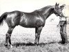 stallion Good Bird xx (Thoroughbred, 1956, from Papa Redbird xx)