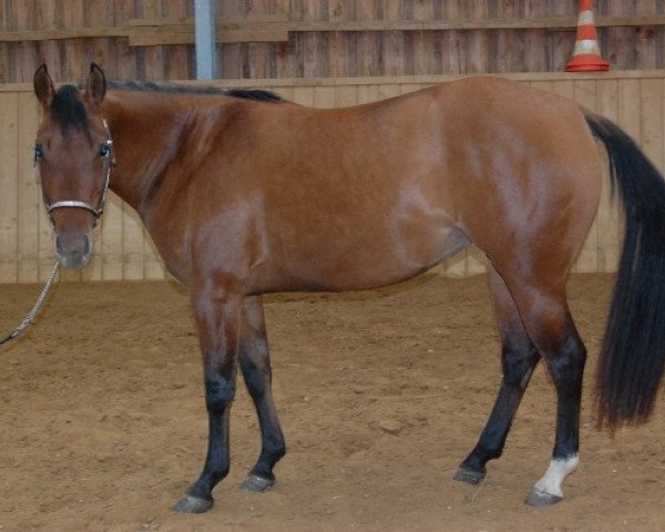 Zuchtstute LDR Chic Revolution (Quarter Horse, 2011, von Einsteins Revolution)