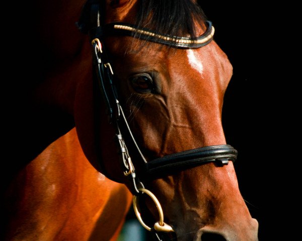 broodmare Raphina (Hanoverian, 2008, from Rascalino)