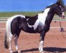 stallion Patrick (KWPN (Royal Dutch Sporthorse), 1997, from Samber)