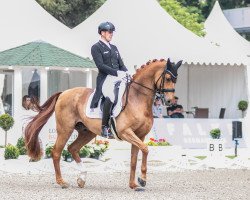 dressage horse Duke of Britain FRH (Hanoverian, 2007, from Dimaggio)