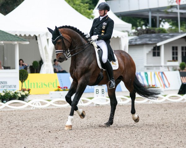 dressage horse Escolar (Westphalian, 2009, from Estobar NRW)