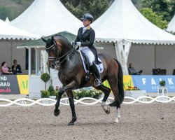 stallion DSP Quantaz (German Sport Horse, 2010, from Quaterback)