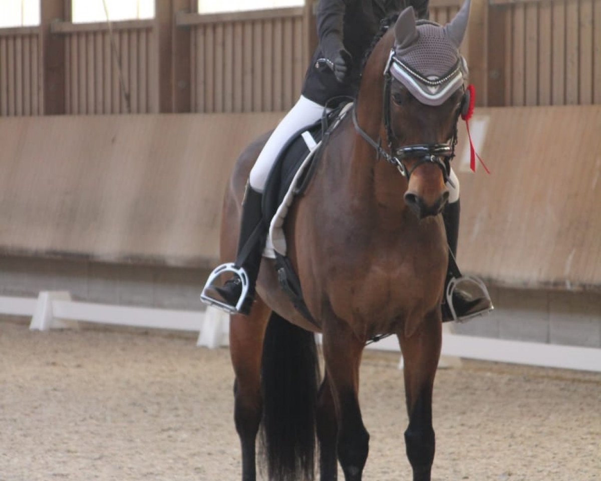 dressage horse Baumann's Mondrian (Westphalian, 2002, from Münchhausen)