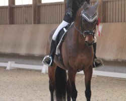 dressage horse Baumann's Mondrian (Westphalian, 2002, from Münchhausen)