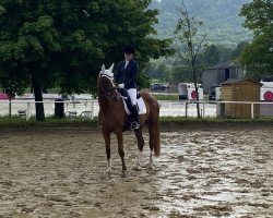 dressage horse Same Love (Hanoverian, 2016, from Scolari)