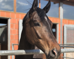 jumper Bootsmann 18 (Trakehner, 2011, from Tzigane)