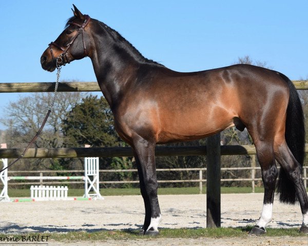 stallion Balou Star (Oldenburg, 2005, from Balou du Rouet)