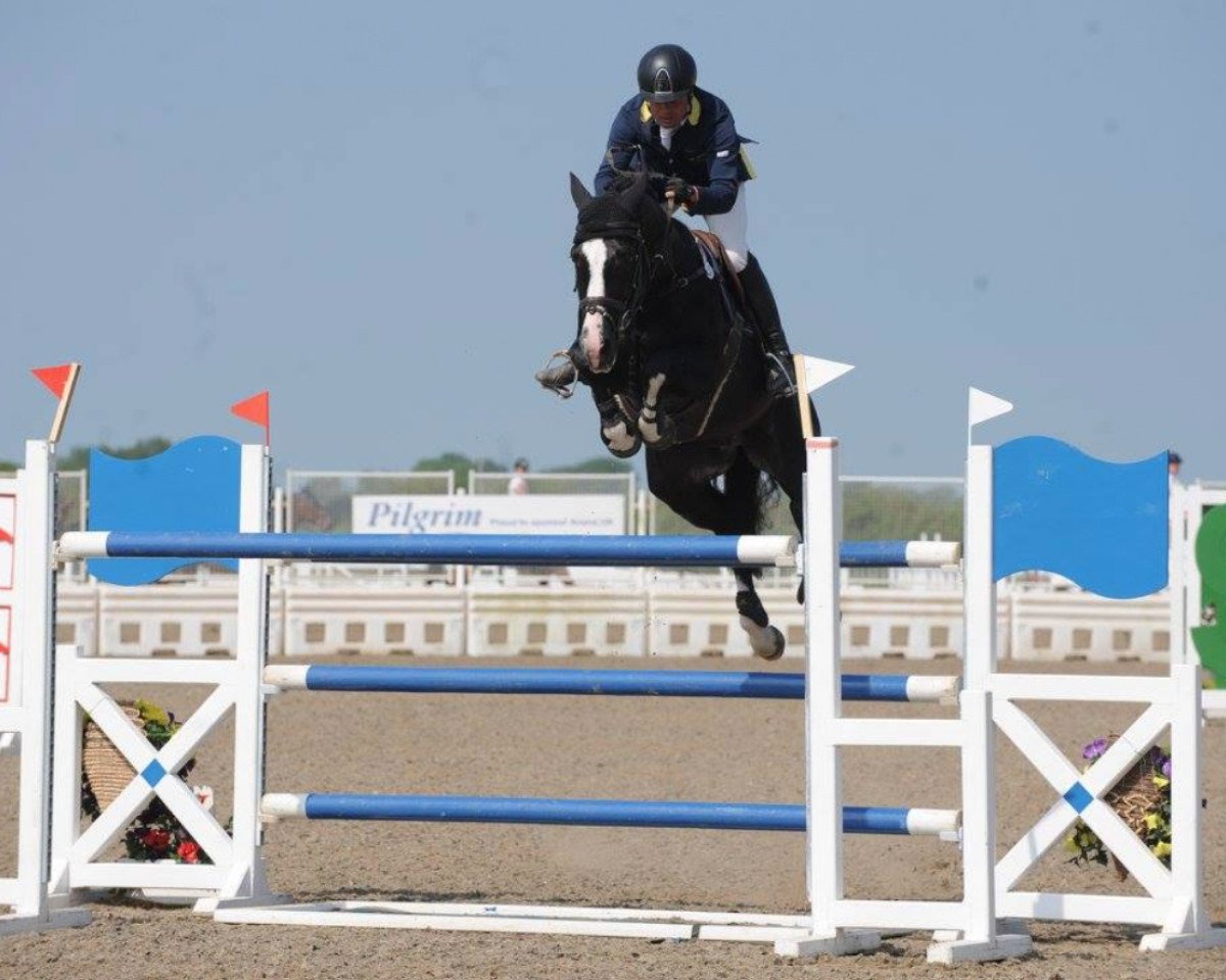 stallion Zanzibar V (KWPN (Royal Dutch Sporthorse), 2004, from Oklund)