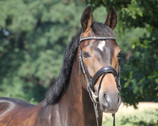 dressage horse Belantino (Oldenburg, 2014, from Belissario)
