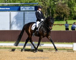 dressage horse Dark Dior (Westphalian, 2010, from Diamond Hit)