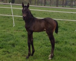 broodmare Goldstern (Westphalian, 2015, from Goldberg)